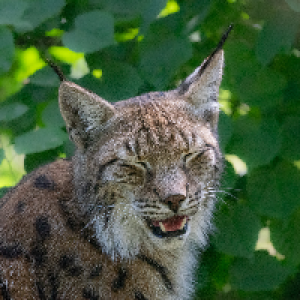 lynx